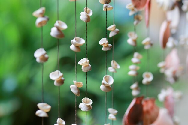 Foto close-up de flores brancas penduradas no parque