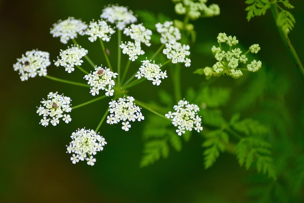 Close-up de flores brancas que crescem ao ar livre