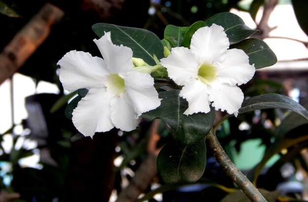 Foto close-up de flores brancas