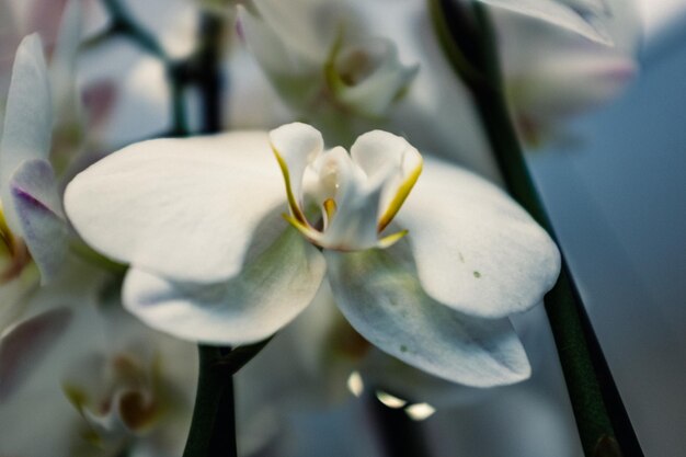 Close-up de flores brancas