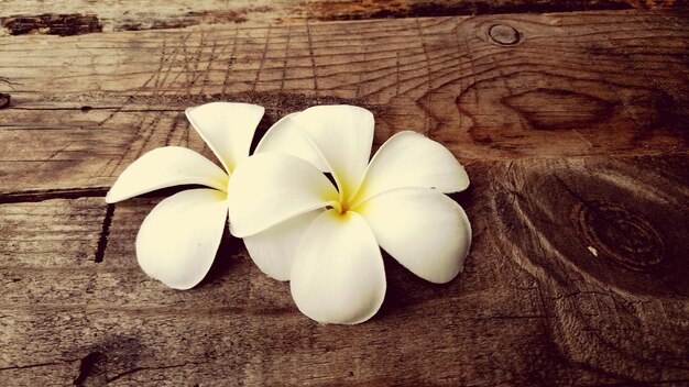 Close-up de flores brancas