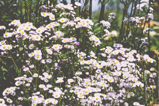 Close-up de flores brancas