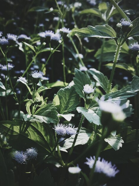 Close-up de flores brancas