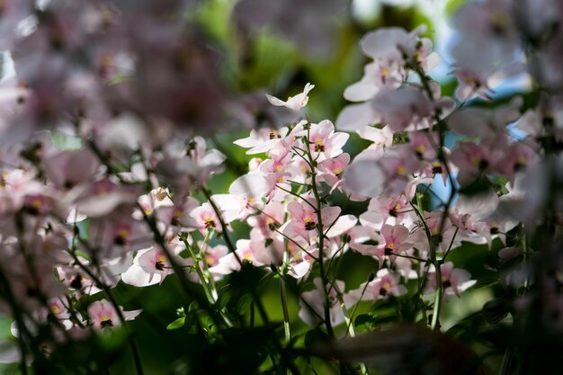 Close-up de flores brancas