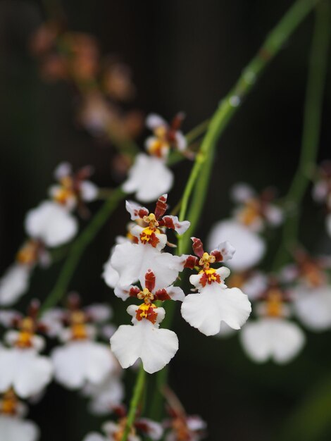 Foto close-up de flores brancas