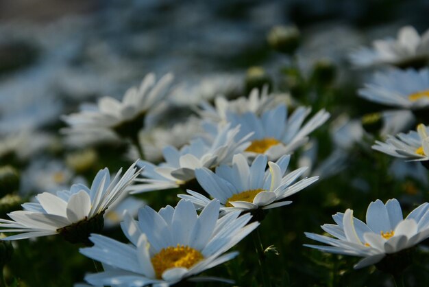 Close-up de flores brancas