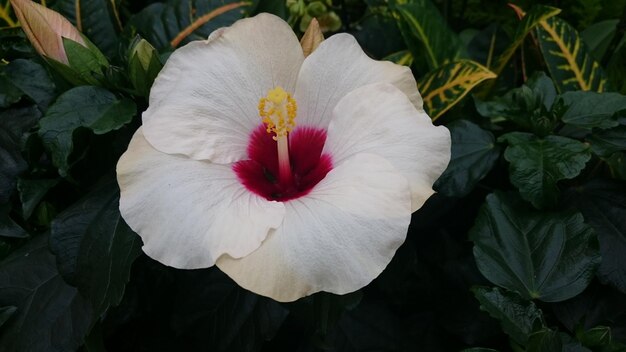 Foto close-up de flores brancas