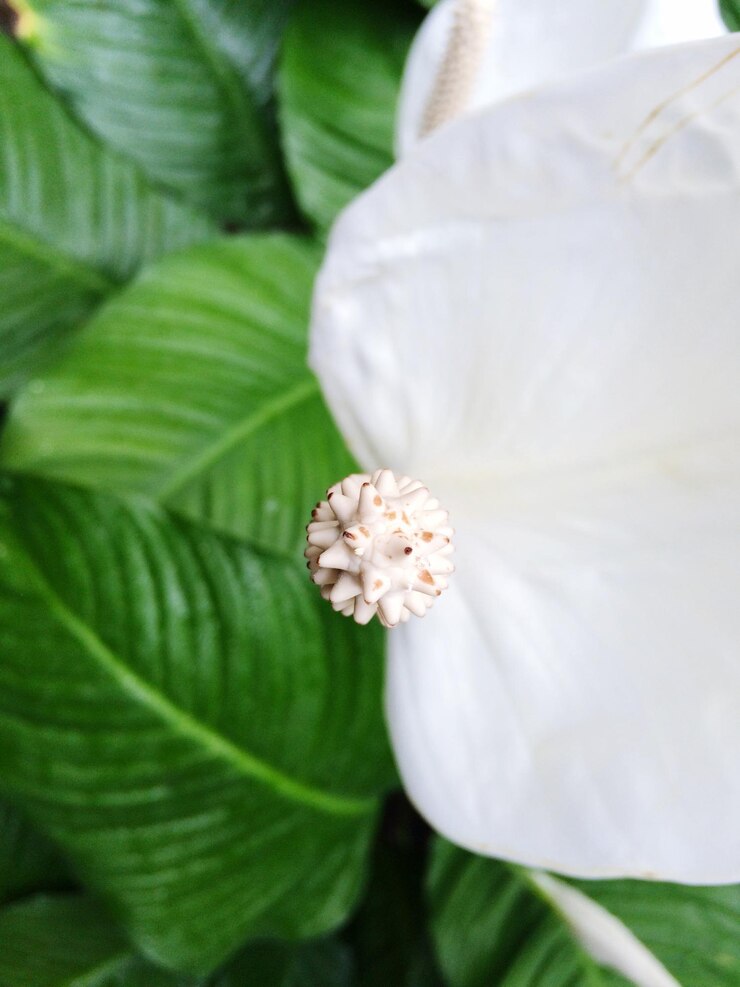 Foto close-up de flores brancas