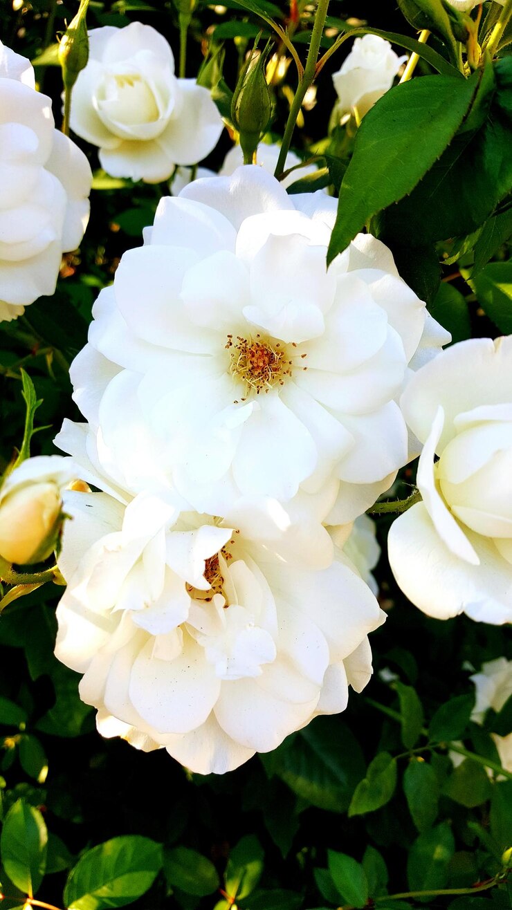 Foto close-up de flores brancas