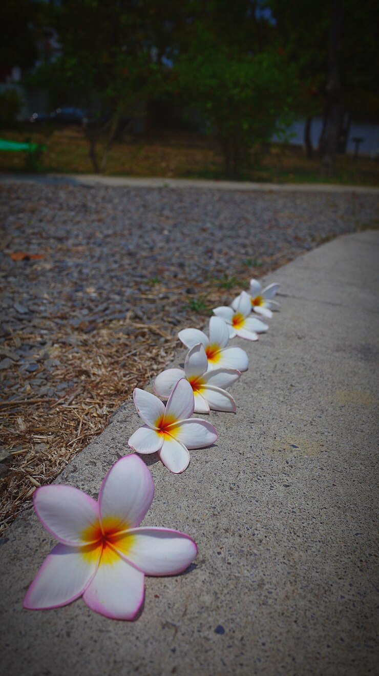 Foto close-up de flores brancas