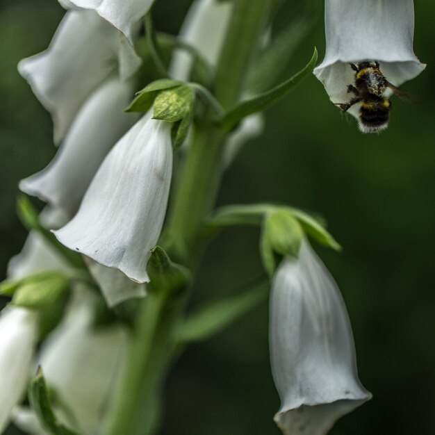 Close-up de flores brancas