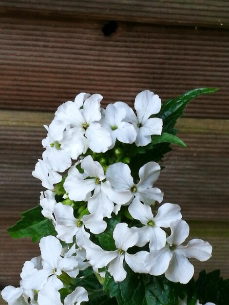 Foto close-up de flores brancas