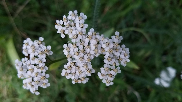 Foto close-up de flores brancas