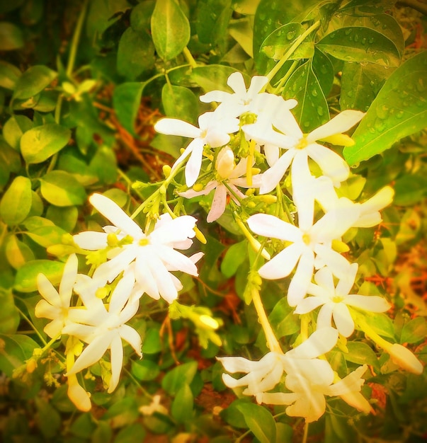 Foto close-up de flores brancas