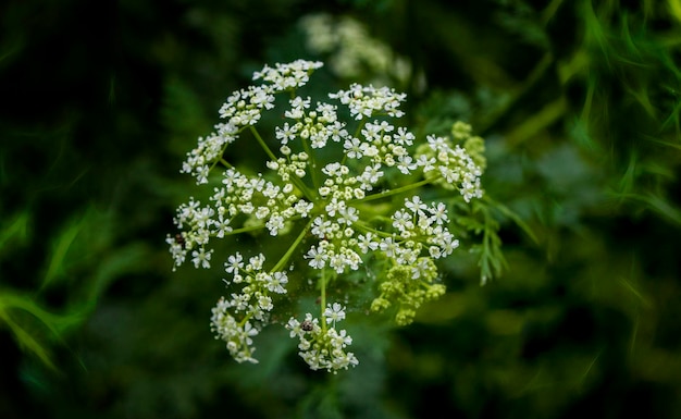 Close-up, de, flores brancas