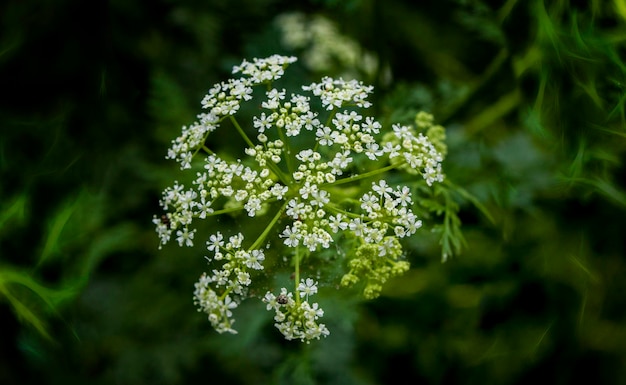 Close-up de flores brancas