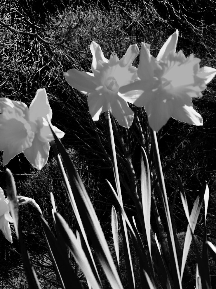 Foto close-up de flores brancas