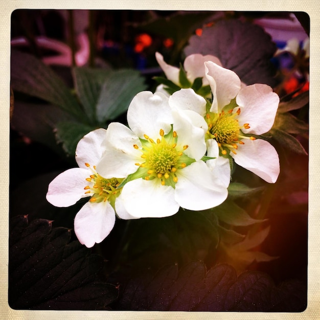 Foto close-up de flores brancas