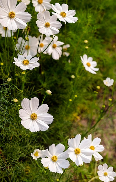 Close-up de flores brancas