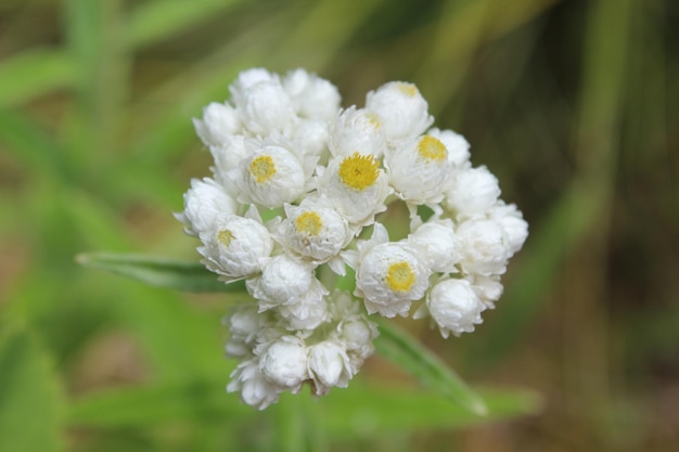 Close-up de flores brancas