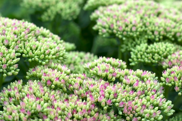 Foto close up de flores como um fundo de natureza texturizada no jardim