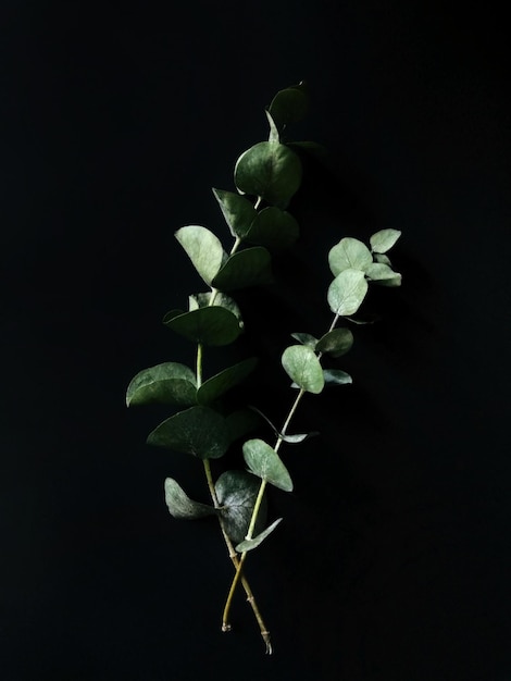 Close-up de flores contra fundo preto