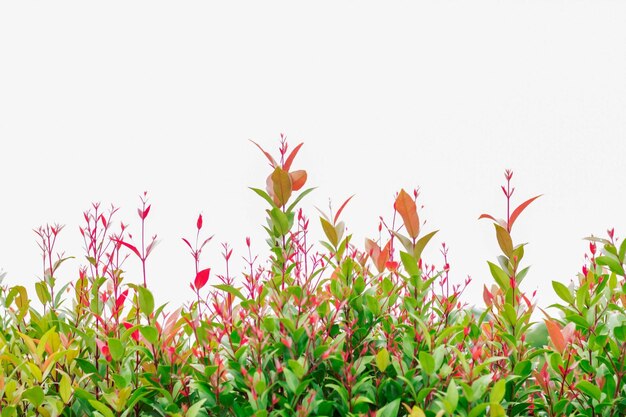 Foto close-up de flores contra o céu claro