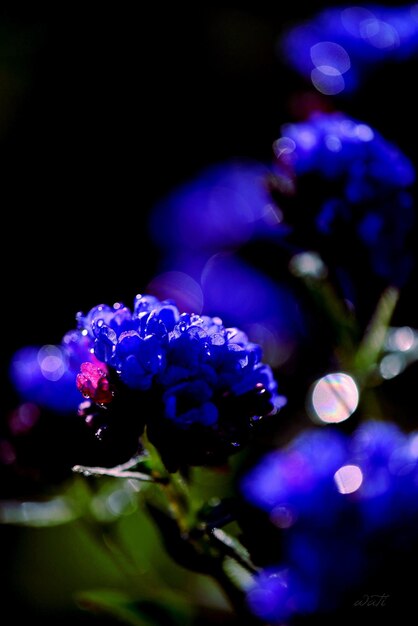 Foto close-up de flores contra um fundo desfocado