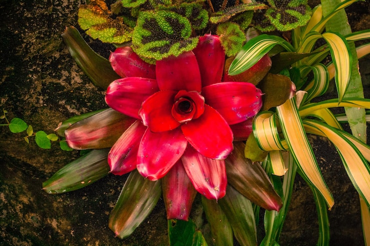 Foto close-up de flores contra um fundo desfocado
