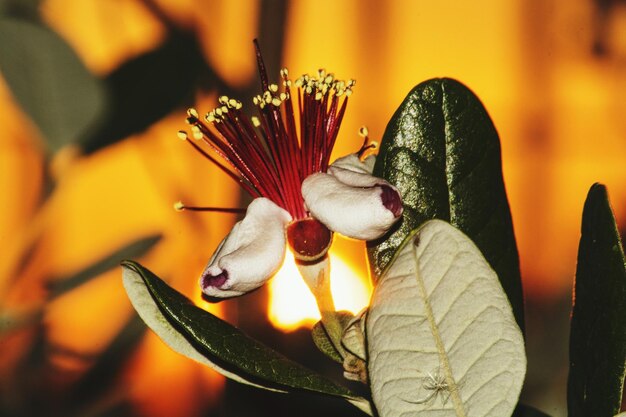 Foto close-up de flores contra um fundo desfocado