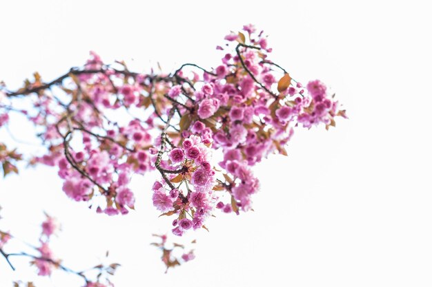 Foto close-up de flores cor-de-rosa contra fundo branco