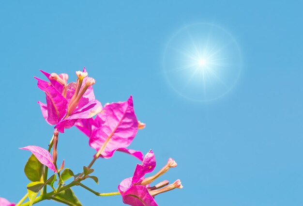 Foto close-up de flores cor de rosa em um dia claro