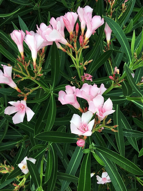 Foto close-up de flores cor-de-rosa florescendo ao ar livre.