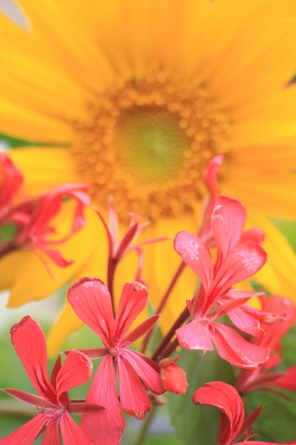 Foto close-up de flores cor-de-rosa florescendo ao ar livre