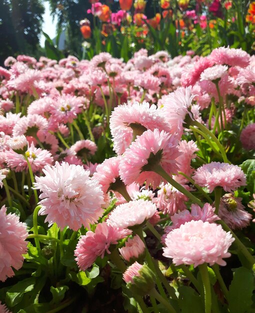 Close-up de flores cor-de-rosa florescendo ao ar livre