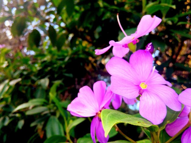 Foto close-up de flores cor-de-rosa florescendo ao ar livre