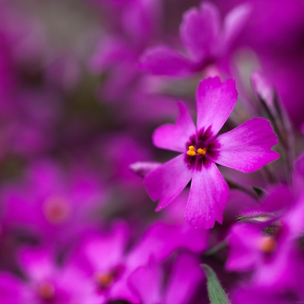 Foto close-up de flores cor-de-rosa florescendo ao ar livre