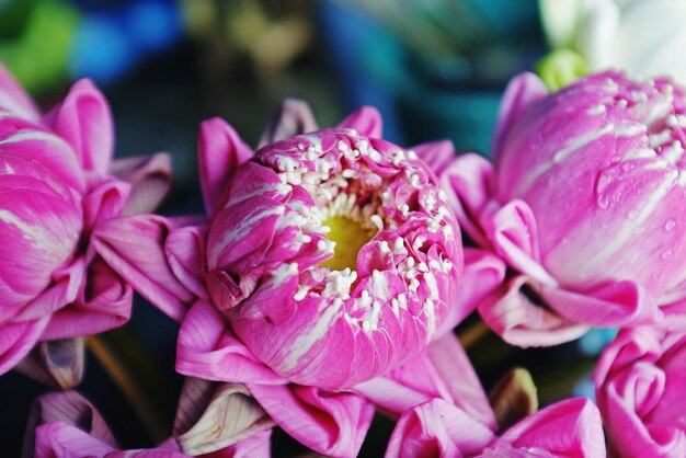 Close-up de flores cor-de-rosa florescendo ao ar livre