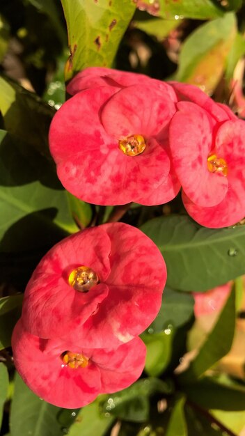 Foto close-up de flores cor-de-rosa florescendo ao ar livre