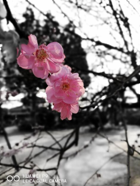 Foto close-up de flores cor-de-rosa florescendo ao ar livre