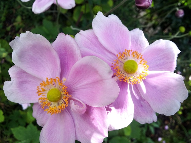 Close-up de flores cor de rosa florescendo ao ar livre