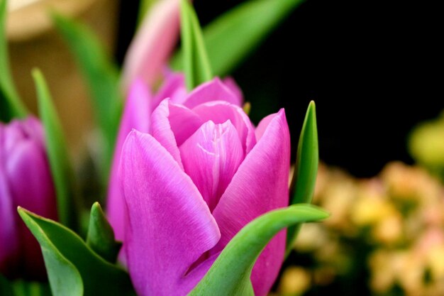 Foto close-up de flores cor-de-rosa florescendo ao ar livre