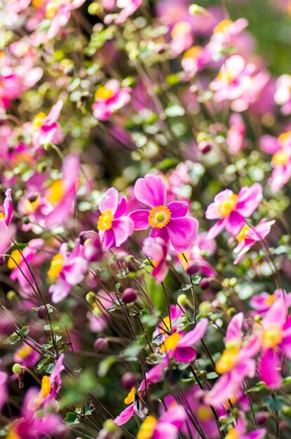 Foto close-up de flores cor-de-rosa florescendo no jardim