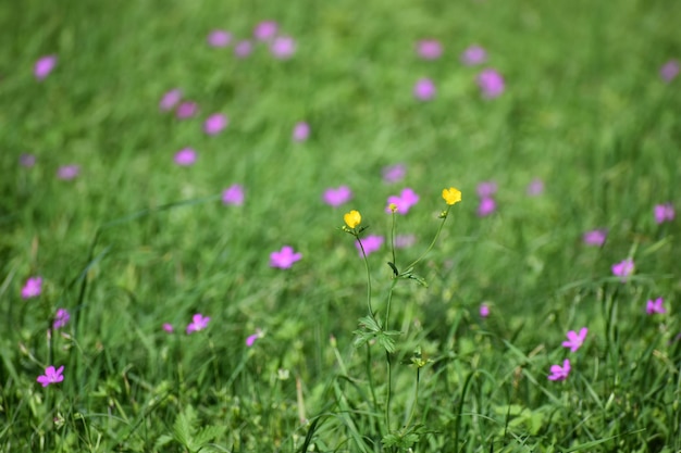 Close-up de flores cor-de-rosa frescas no campo