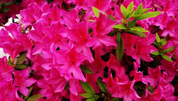 Foto close-up de flores cor-de-rosa