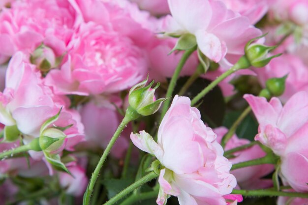 Foto close-up de flores cor-de-rosa