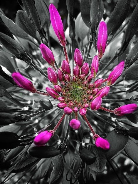 Close-up de flores cor-de-rosa