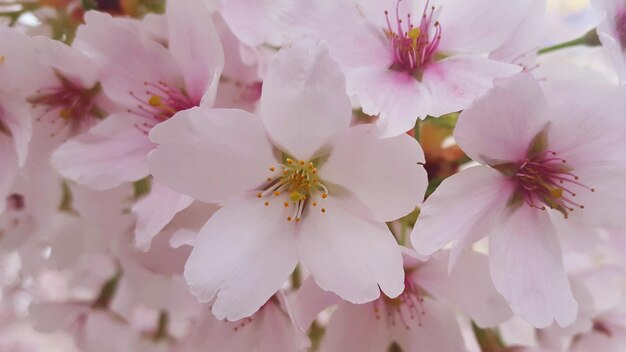 Close-up de flores cor-de-rosa