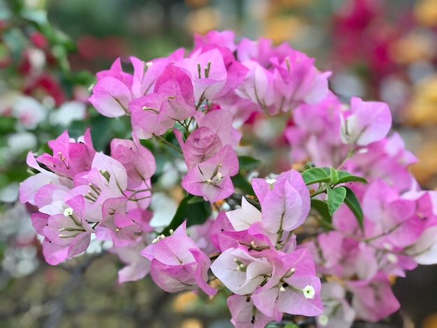 Foto close-up de flores cor-de-rosa