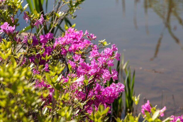 Close-up de flores cor-de-rosa